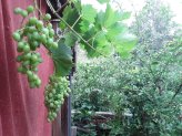 Garten.Wein.jpg