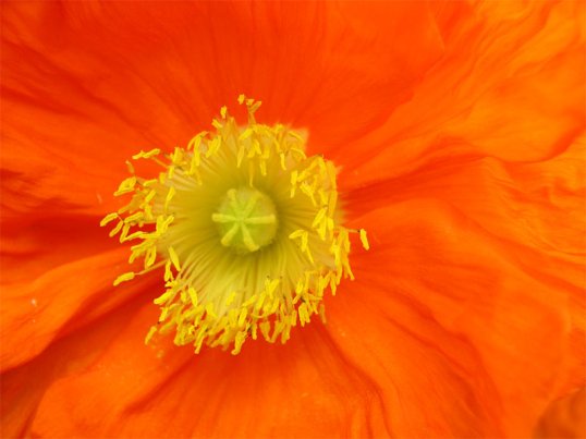 mohn