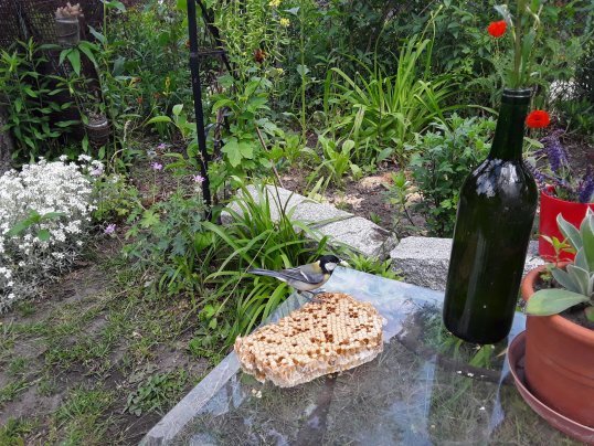 vogeldrohnenbrut